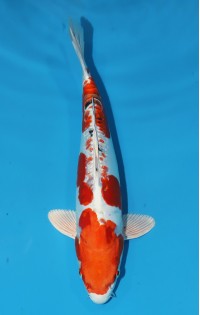 JP 701 - D gin rin yamato