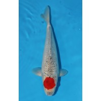 JP 715 - Tancho goshiki