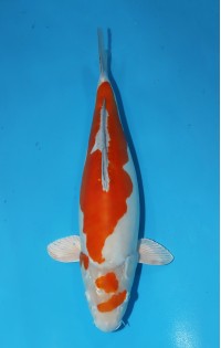 JP 709 - Doitsu met ochiba HQ