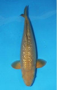 JP 716 - Gin rin chagoi