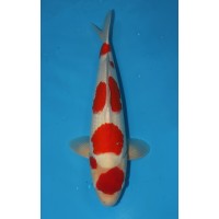 JP 741 - Maruten kohaku