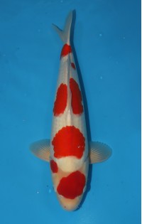 JP 741 - Maruten kohaku