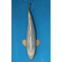 JP 723 - Gin rin mukashi