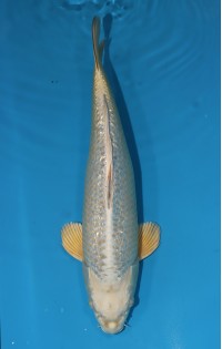 JP 723 - Gin rin mukashi