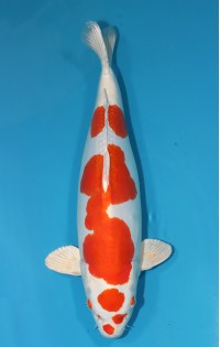 JP 711 - Maruten Kikusui