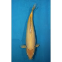 JP 354 - Doitsu karashigoi