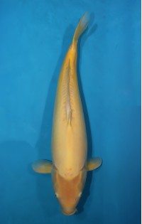 JP 354 - Doitsu karashigoi