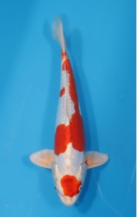 JP 580 - Maruten kikusui