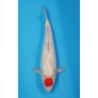 JP 674 - Gin rin tancho