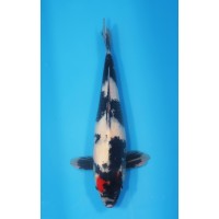 JP 671 - Tancho showa