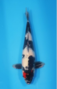 JP 671 - Tancho showa