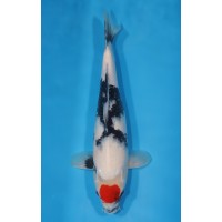 JP 670 - Tancho showa