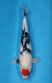 JP 670 - Tancho showa