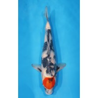 JP 669 - Tancho showa