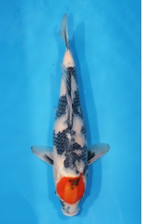 JP 669 - Tancho showa