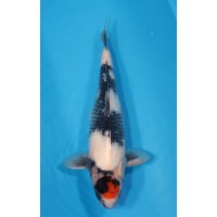 JP 672 - Tancho showa