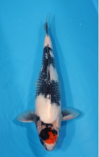 JP 672 - Tancho showa