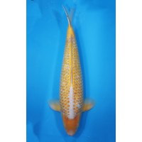 JP 762 - Golden corn