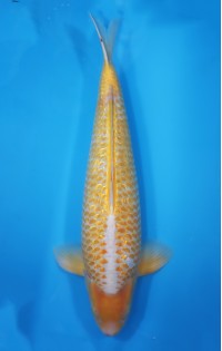 JP 762 - Golden corn