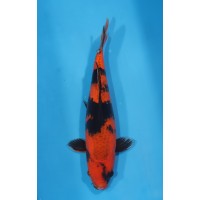 JP 625 - Kage hi utsuri