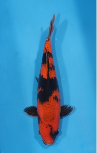 JP 625 - Kage hi utsuri