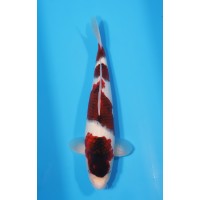 JP 621 - Budo goromo