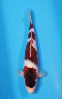 JP 621 - Budo goromo