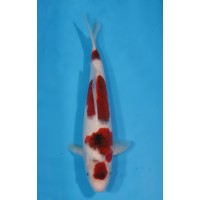 JP 622 - Maruten budo goromo