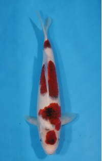 JP 622 - Maruten budo goromo