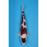 JP 623 - Maruten budo goromo