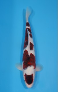 JP 623 - Maruten budo goromo