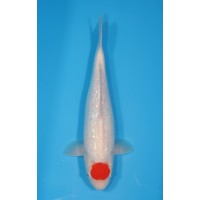 JP 396 - Gin rin tancho