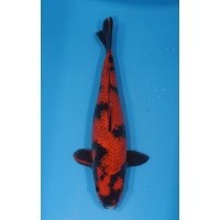 JP 626 - Kage hi utsuri