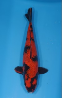 JP 626 - Kage hi utsuri