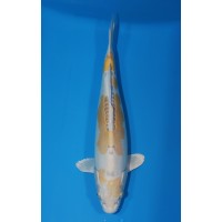 JP 729 - Doitsu hariwake