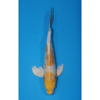 JP 735 - Long fin sakura