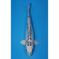 JP 731 - doitsu gin matsuba