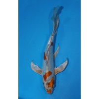 JP 730 - Long fin doit met ochiba