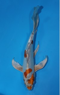 JP 730 - Long fin doit met ochiba