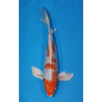 JP 687 - Long fin sakura