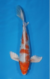 JP 687 - Long fin sakura