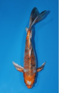 JP 685 - Long fin kawarigoi