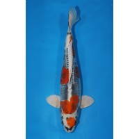 JP 691 - Beni kikokuryu 