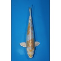 JP 690 - Doitsu hariwake 