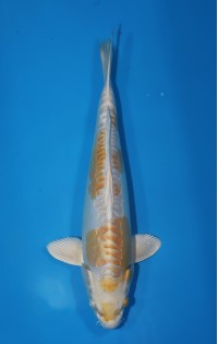 JP 690 - Doitsu hariwake 