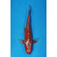 JP 684 - Long fin hi shusui