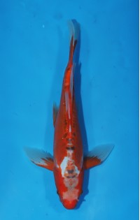 JP 684 - Long fin hi shusui