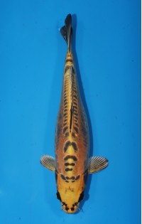 JP 681 - Doitsu kin ki matsuba