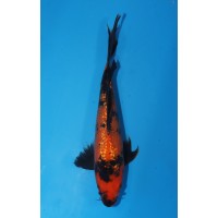 JP 736 - Long fin gr hi utsuri