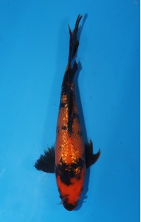 JP 736 - Long fin gr hi utsuri